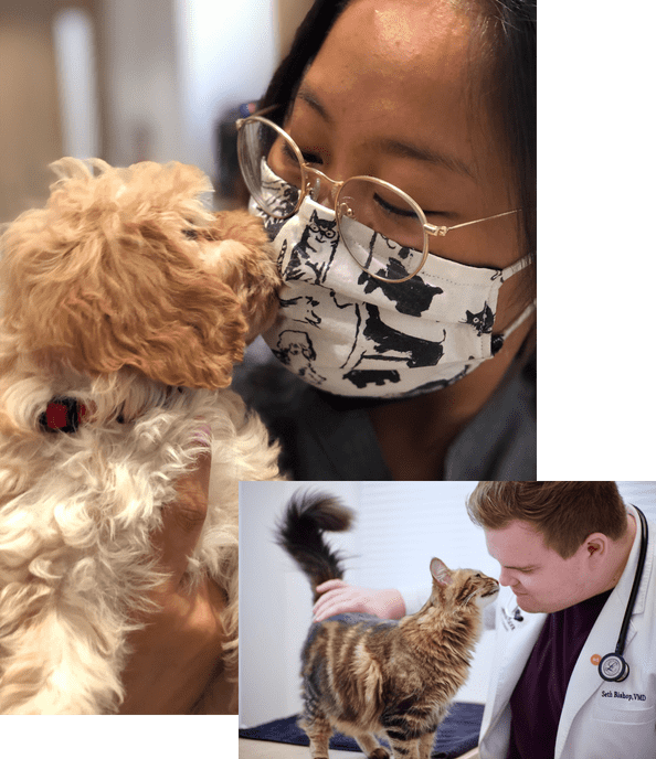 Small Door veterinarians caring for pets
