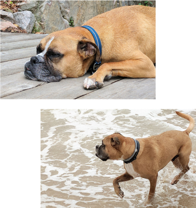 A dog playing in the water