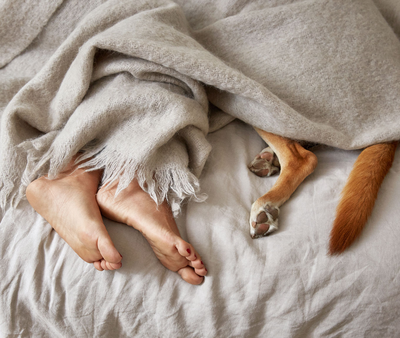 Feet and paws peeking out from under a blanket