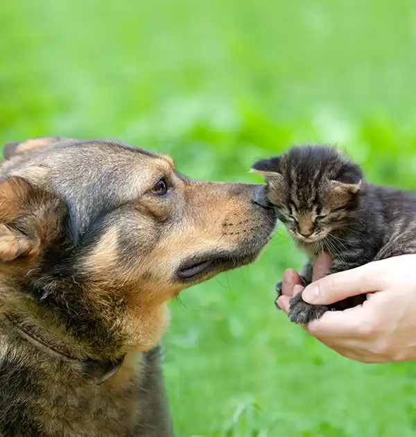 Dog meeting a kitten