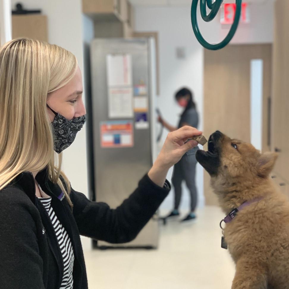 Veterinary nurse feeding a puppy
